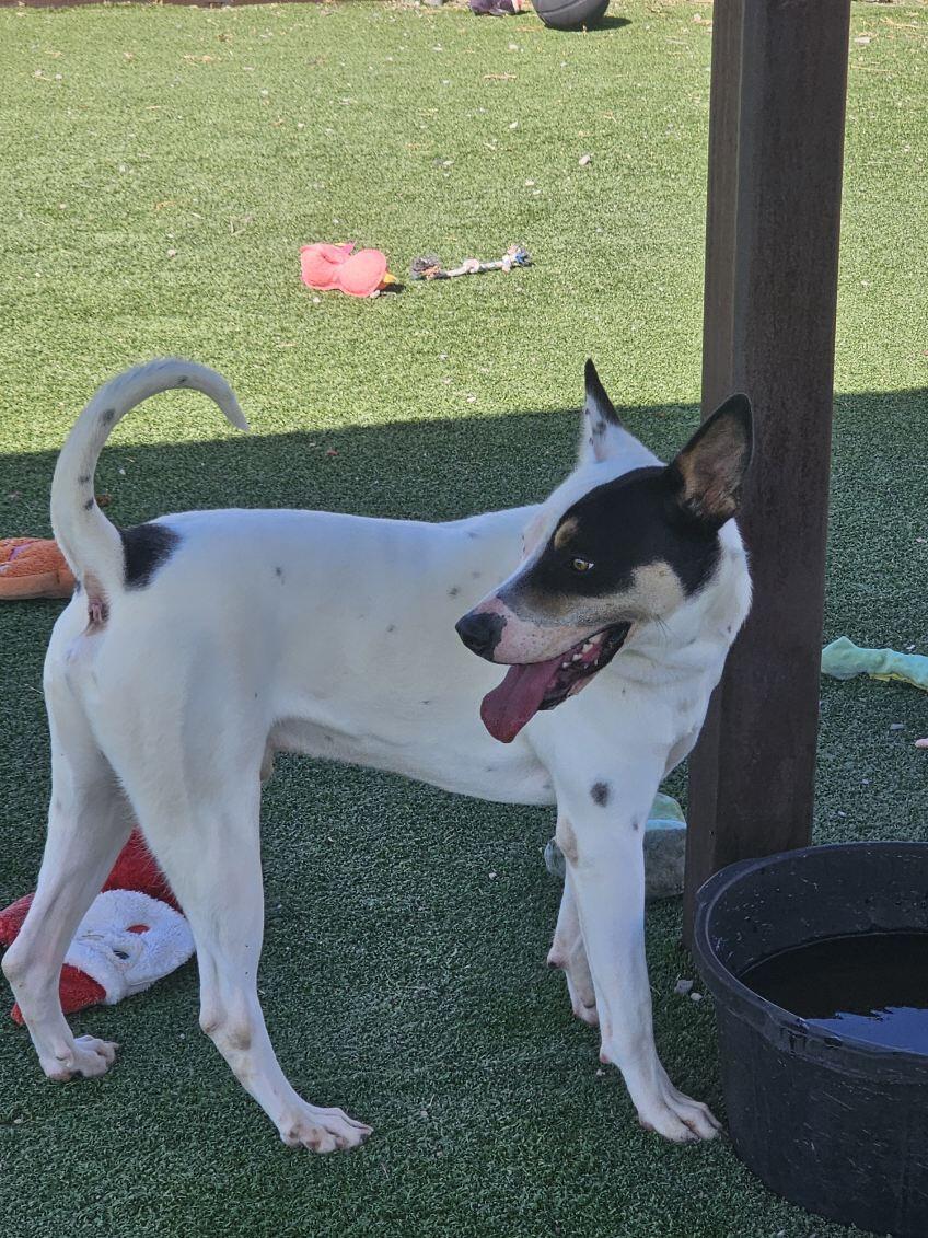 Enlarge #8, a Adoptable mixed breed in Truth or Consequences , NM image 4/6