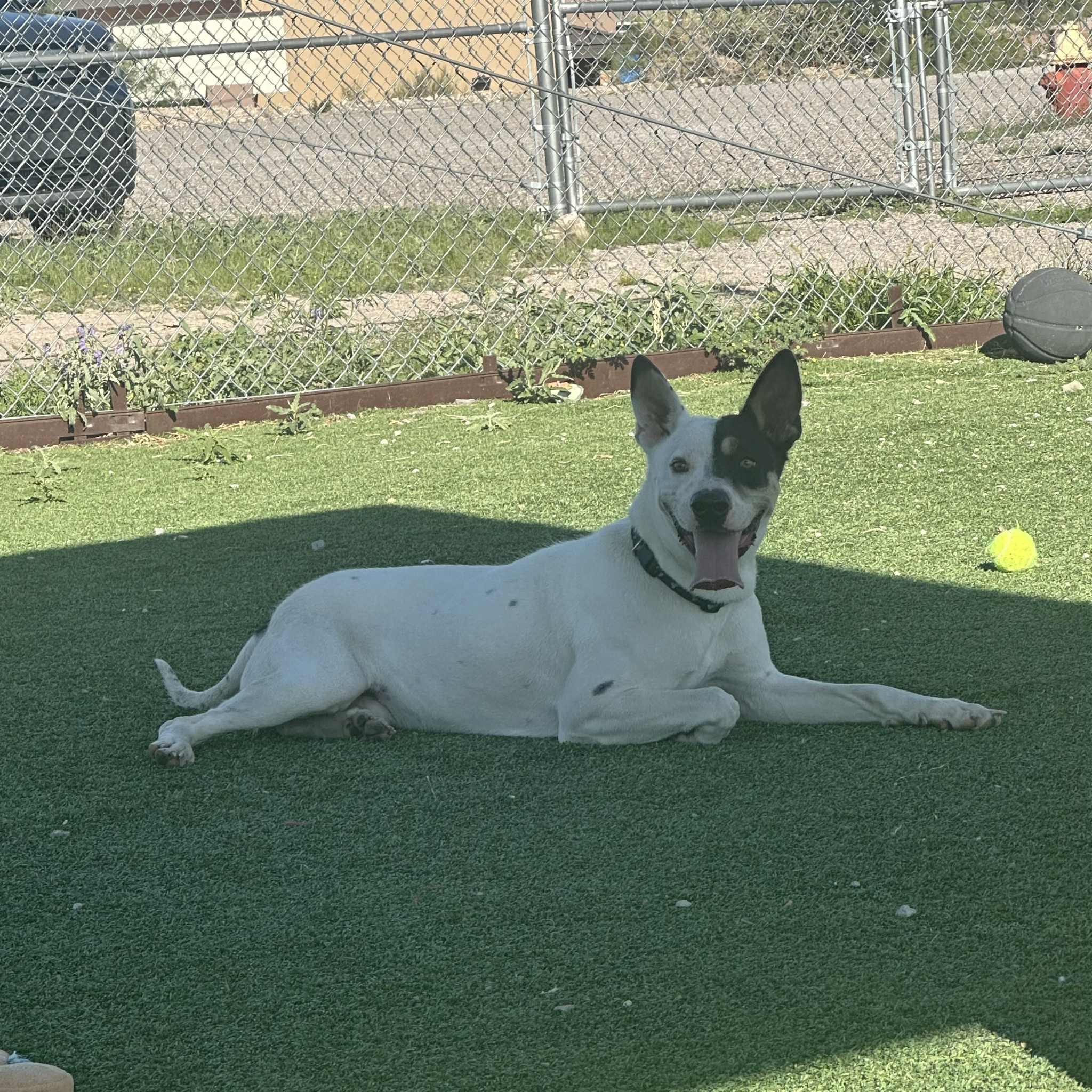 Enlarge #8, a Adoptable mixed breed in Truth or Consequences , NM image 5/6