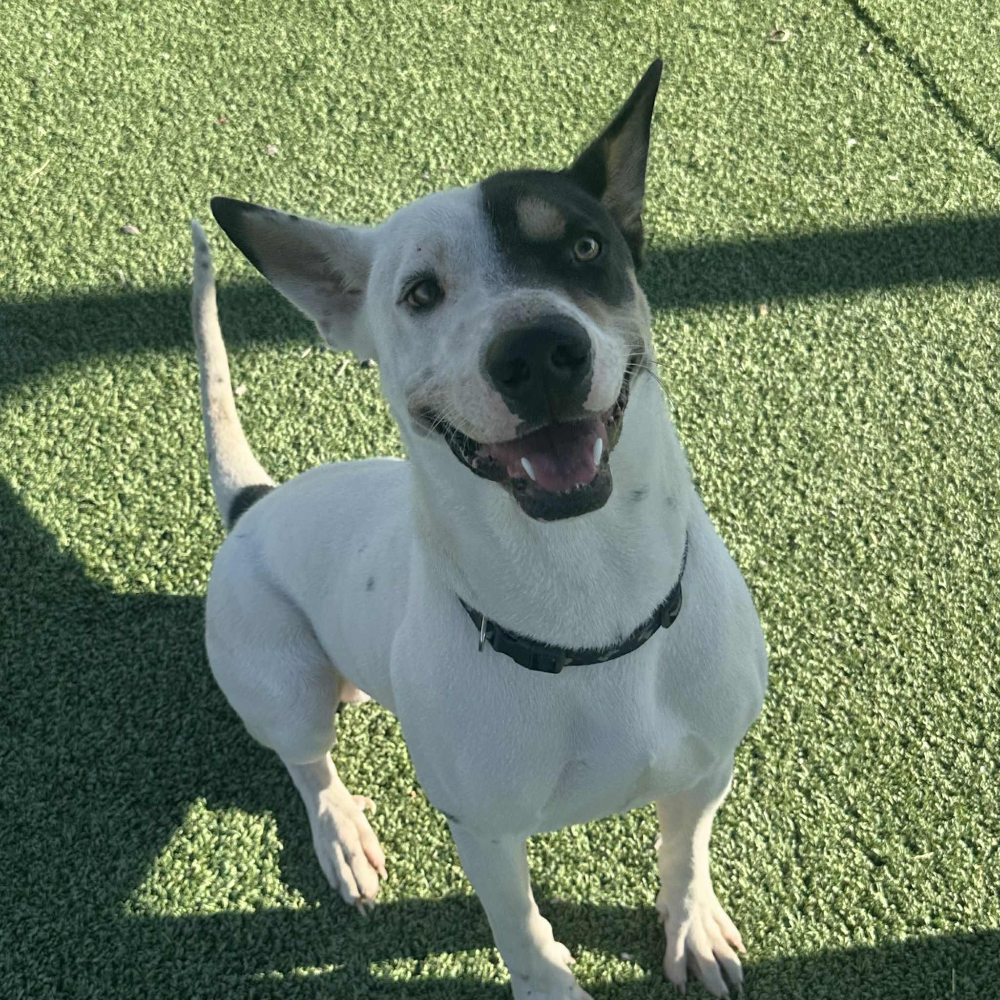 Enlarge #8, a Adoptable mixed breed in Truth or Consequences , NM image 6/6