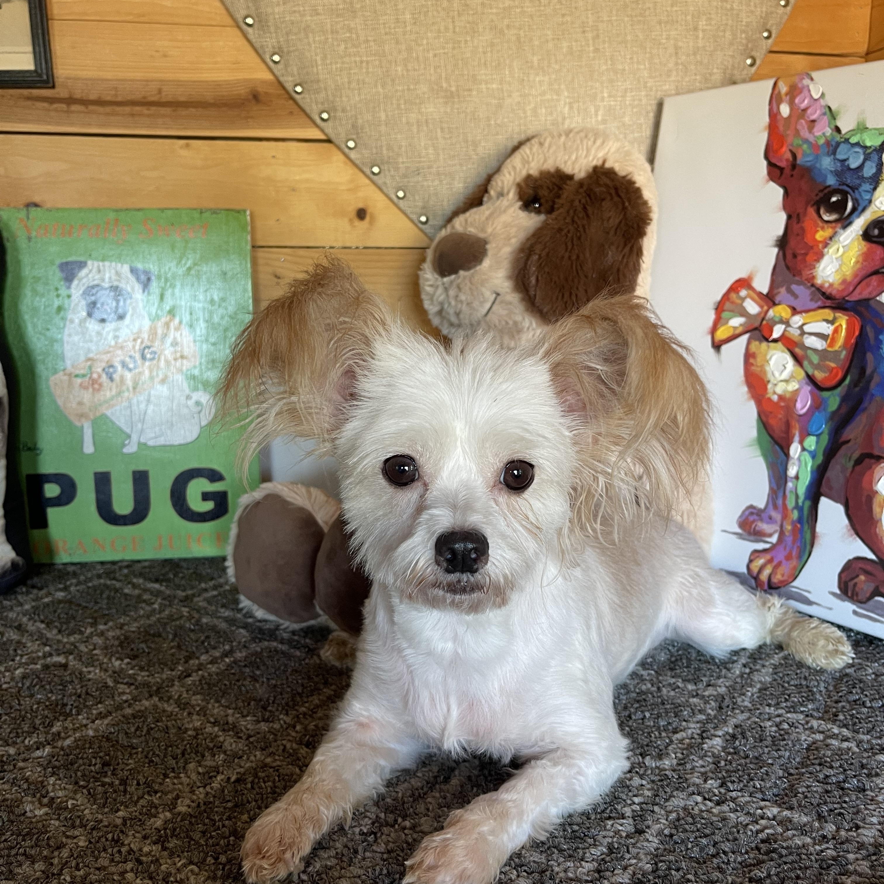 Enlarge Indy, a Adoptable mixed breed in Vacaville, CA image 1/3