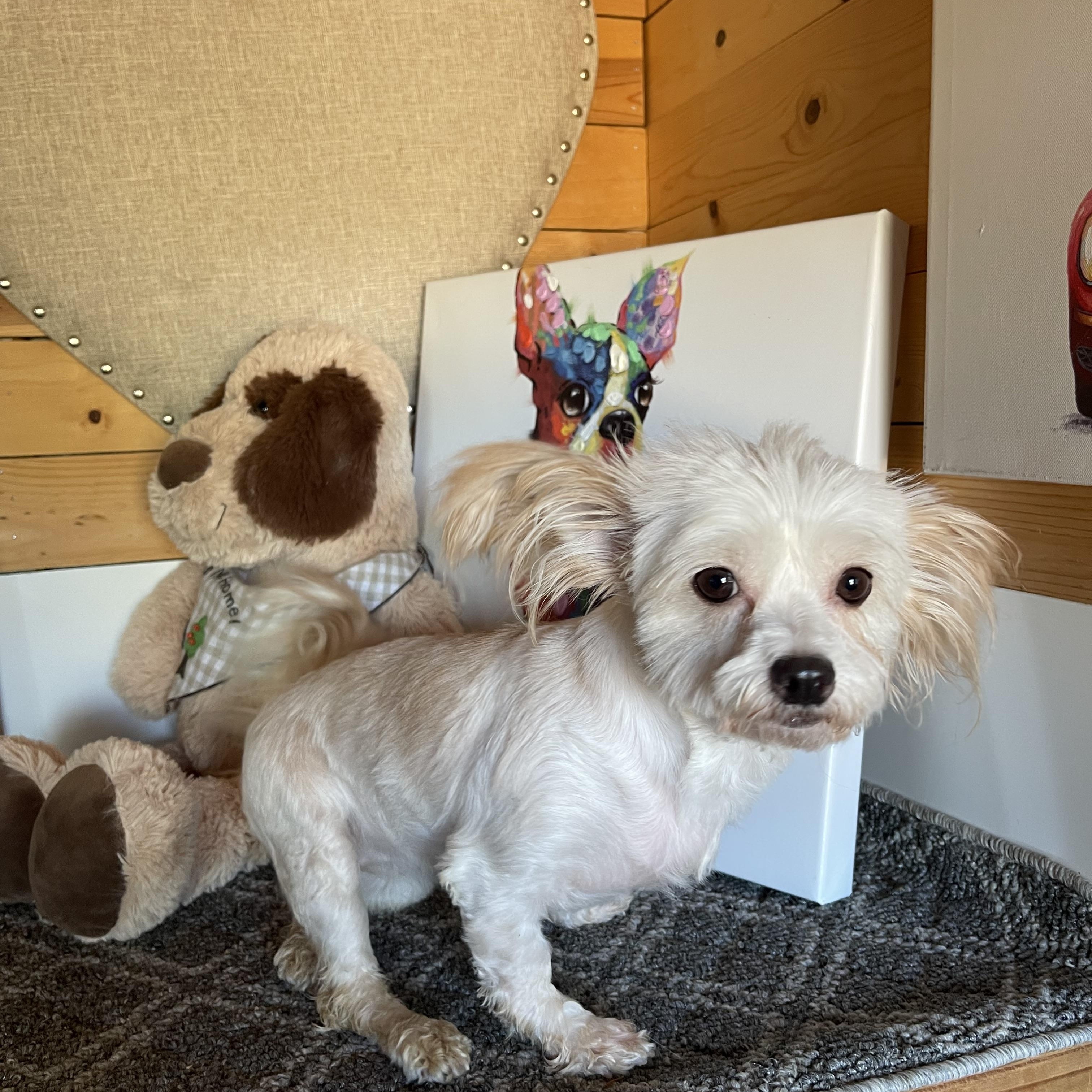 Enlarge Indy, a Adoptable mixed breed in Vacaville, CA image 2/3