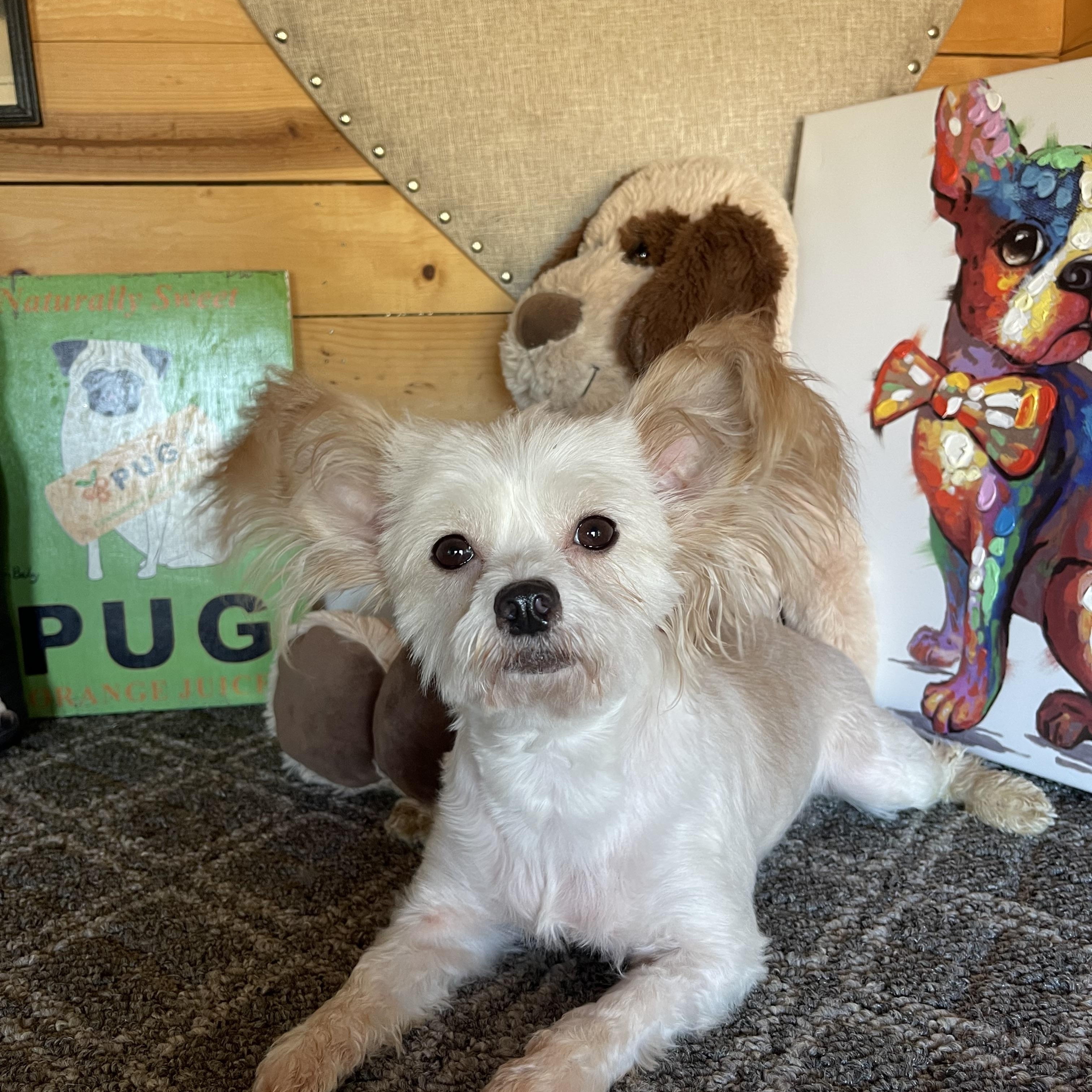 Enlarge Indy, a Adoptable mixed breed in Vacaville, CA image 3/3