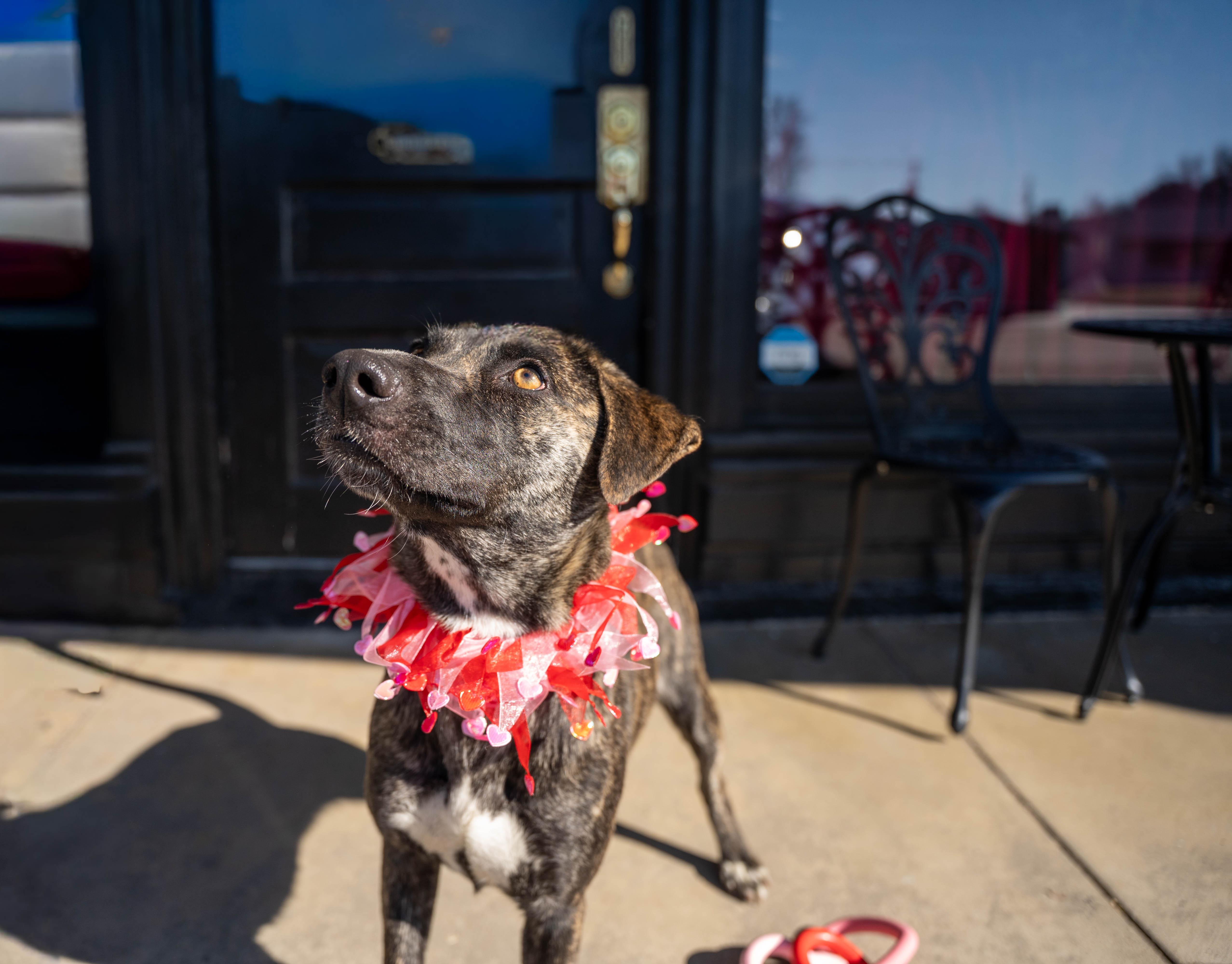 Zi, a ADOPTABLE mixed breed in Covington, TN image 2/3