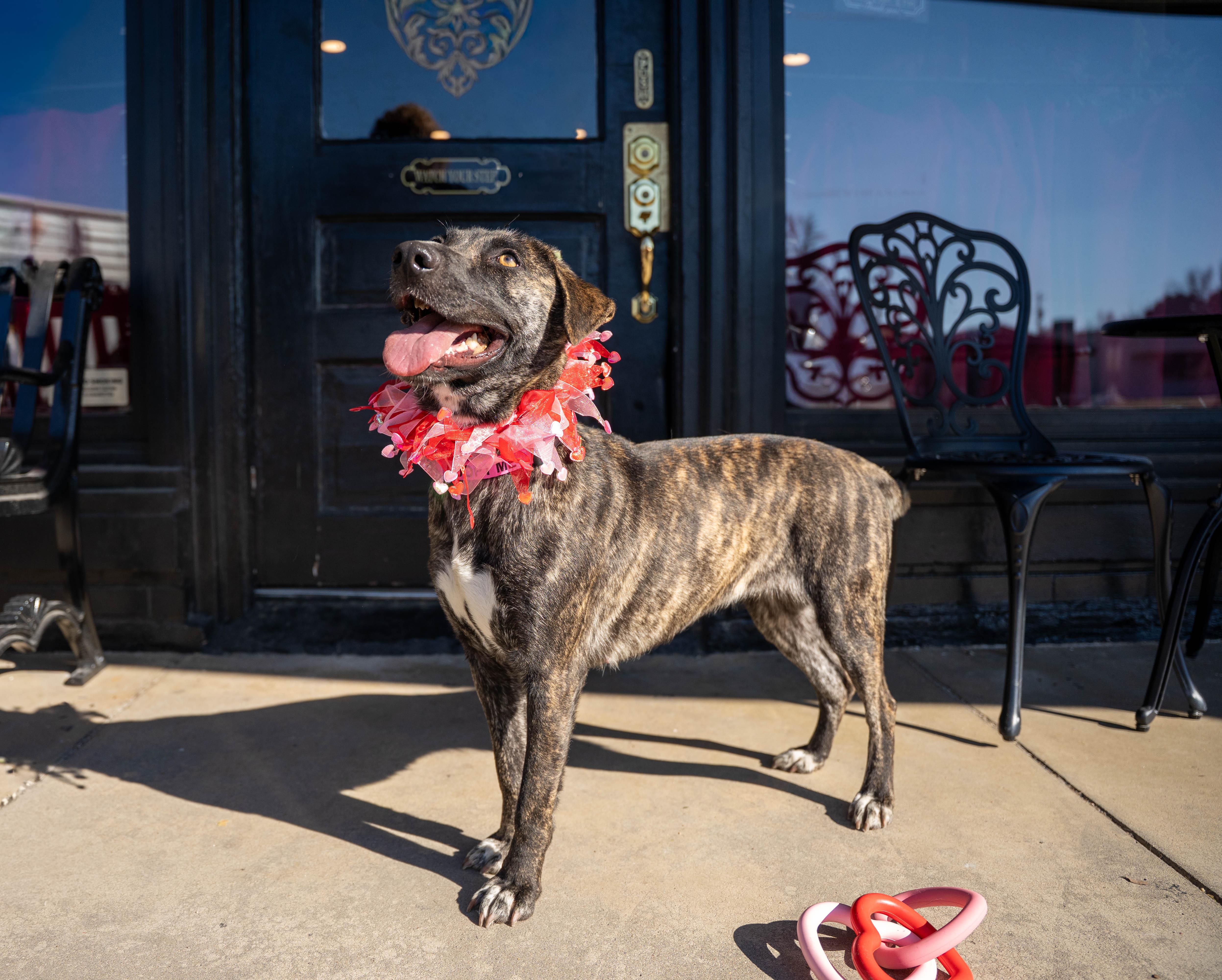 Zi, a ADOPTABLE mixed breed in Covington, TN image 3/3