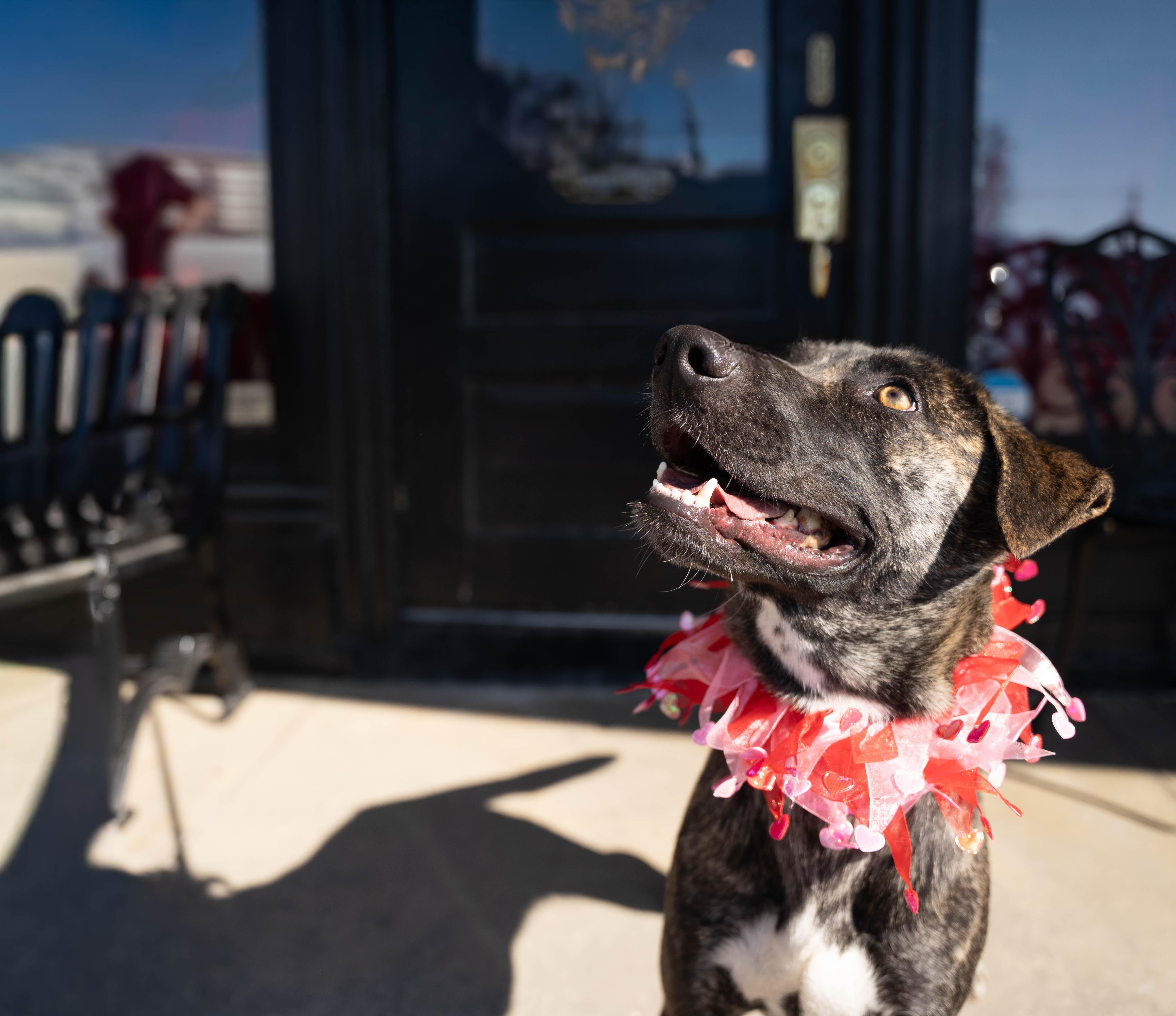 Zi, ADOPTABLE, Young Female Belgian Shepherd / Malinois.