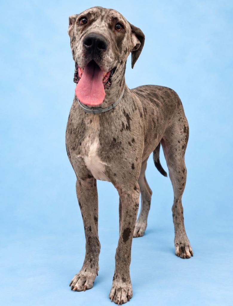 Enlarge Axel, a Adoptable Great Dane in Rock Springs, WY image 1/2