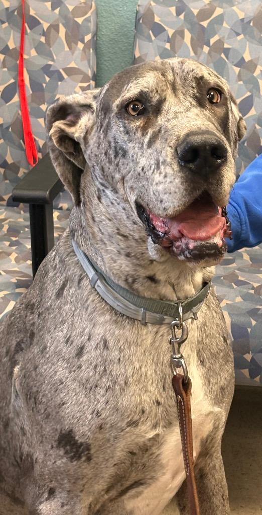Enlarge Axel, a Adoptable Great Dane in Rock Springs, WY image 2/2