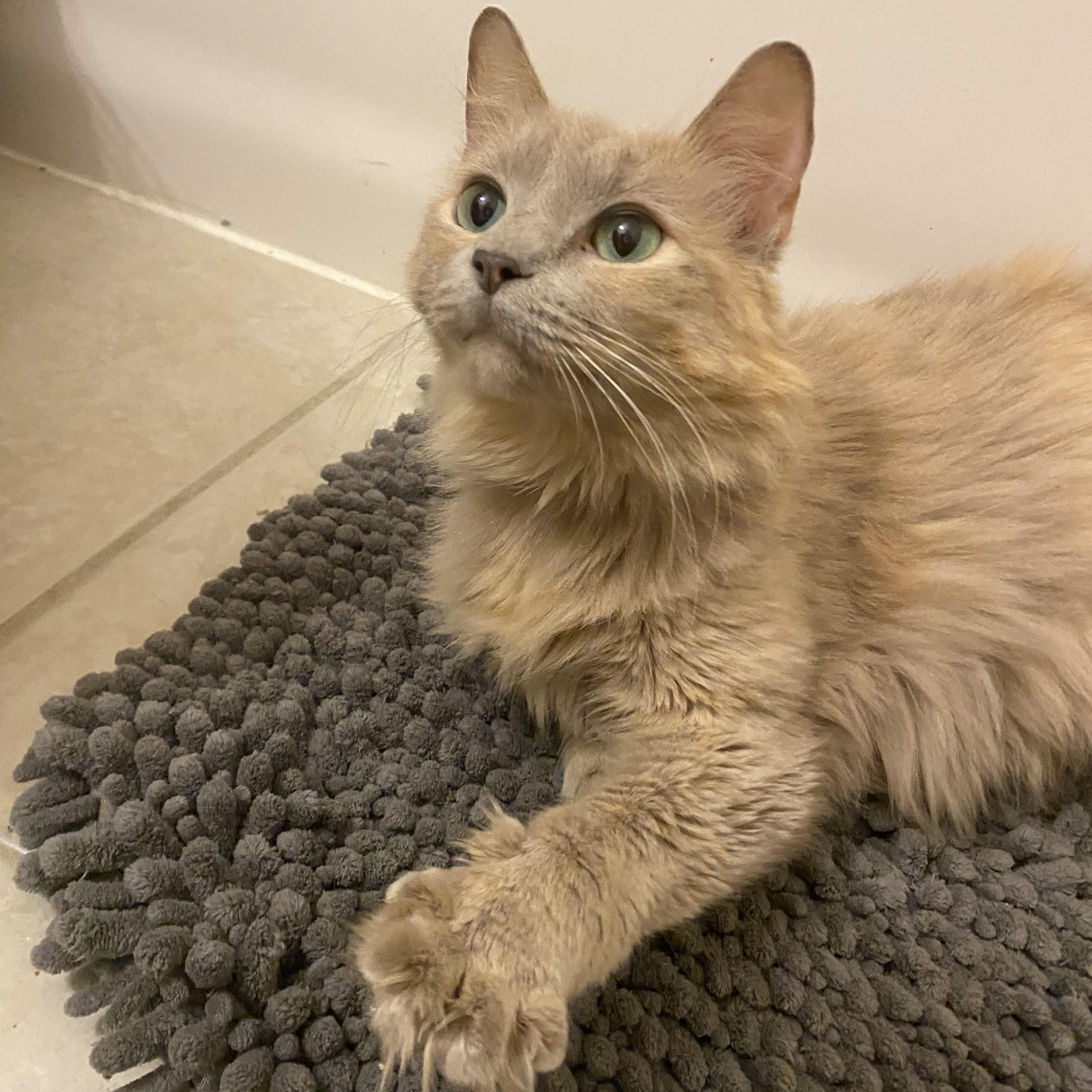 Enlarge Juniper, a Adopted mixed breed in Milton, FL image 1/6