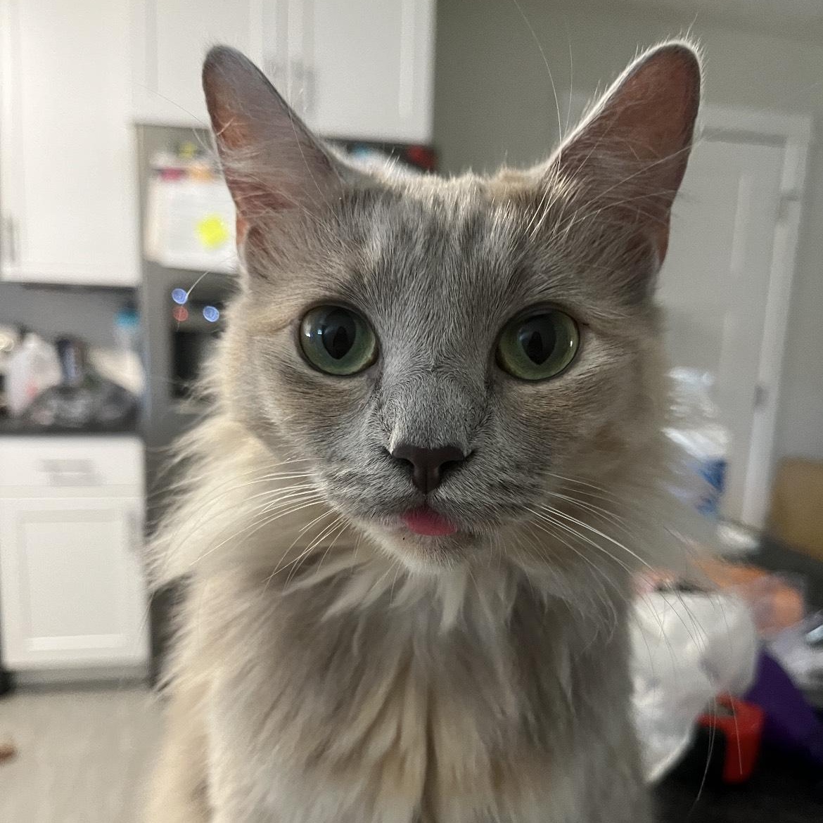 Enlarge Juniper, a Adopted mixed breed in Milton, FL image 2/6