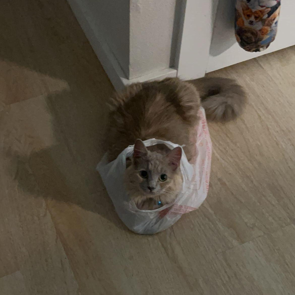 Enlarge Juniper, a Adopted mixed breed in Milton, FL image 4/6