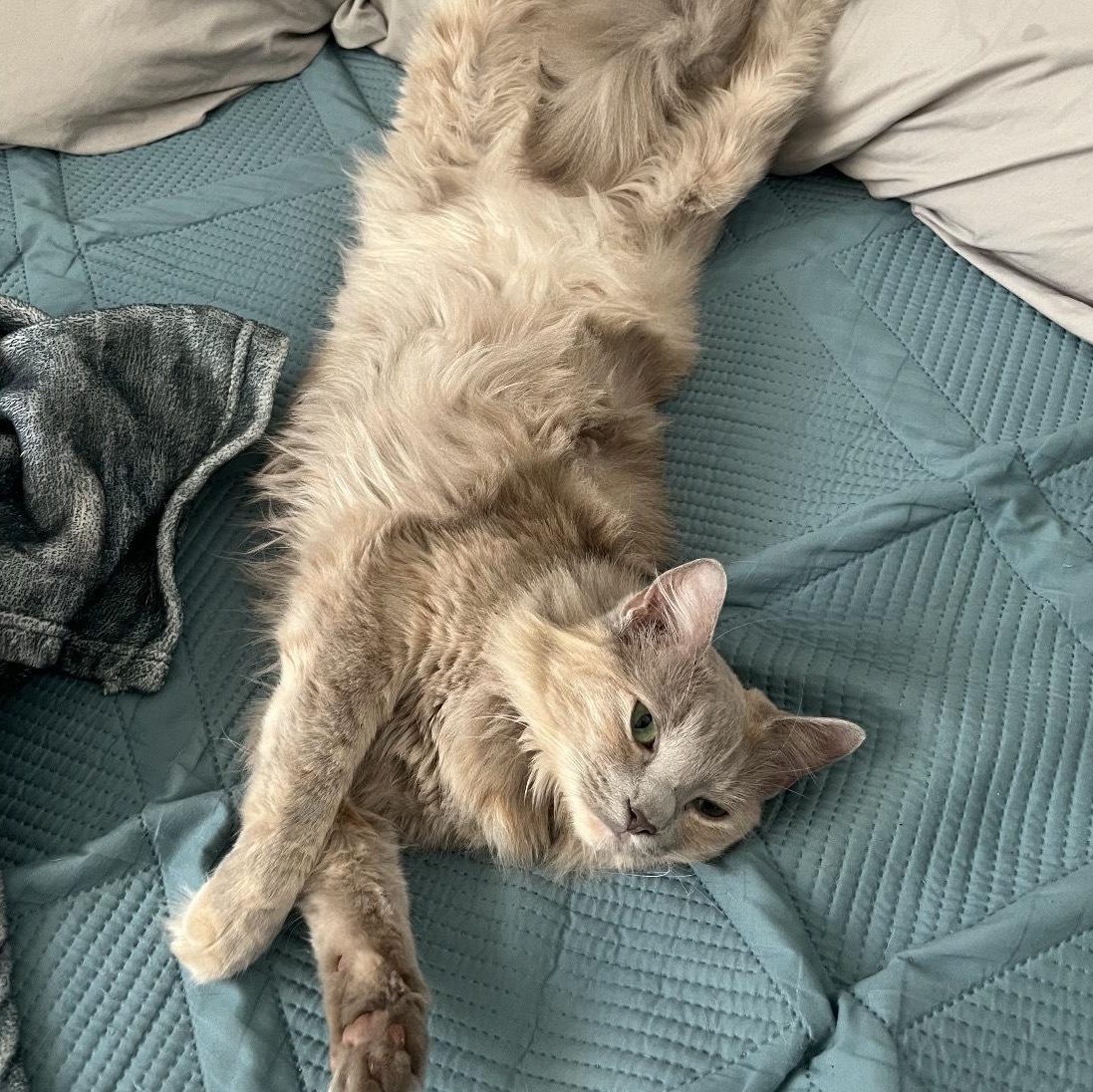 Enlarge Juniper, a Adopted mixed breed in Milton, FL image 6/6