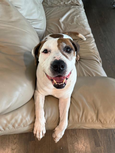 Enlarge LOUIE, a Adoptable American Bulldog in Charlotte, NC image 1/1