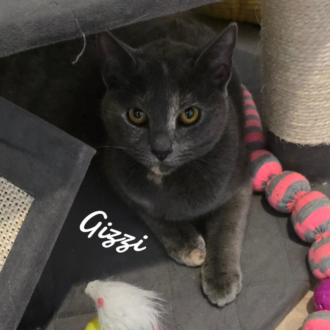 Gizzi, a Adopted Domestic Short Hair in Naugatuck, CT image 1/3