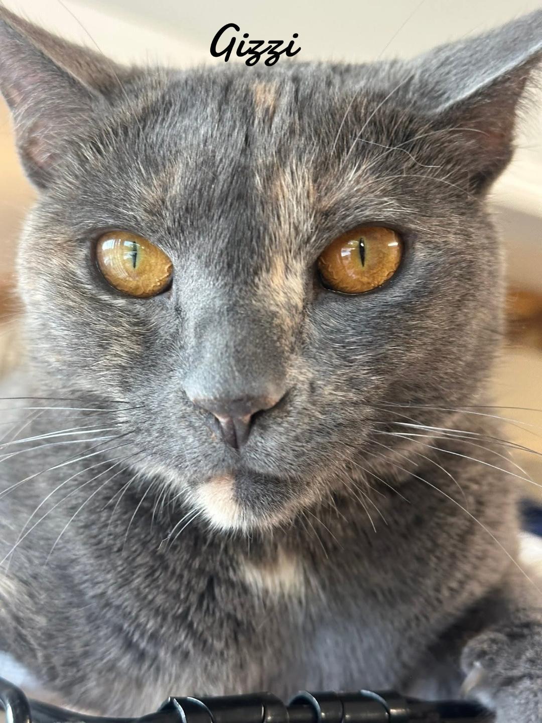 Gizzi, a Adopted Domestic Short Hair in Naugatuck, CT image 2/3