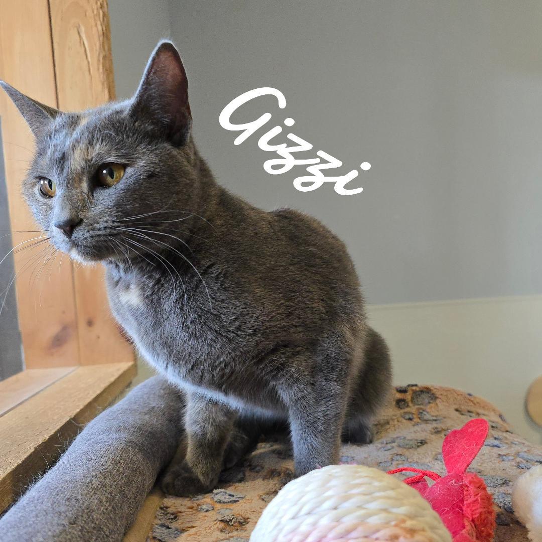 Gizzi, a Adopted Domestic Short Hair in Naugatuck, CT image 3/3