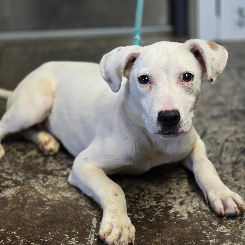 Enlarge Onni, a Adoptable mixed breed in Enid, OK image 1/2