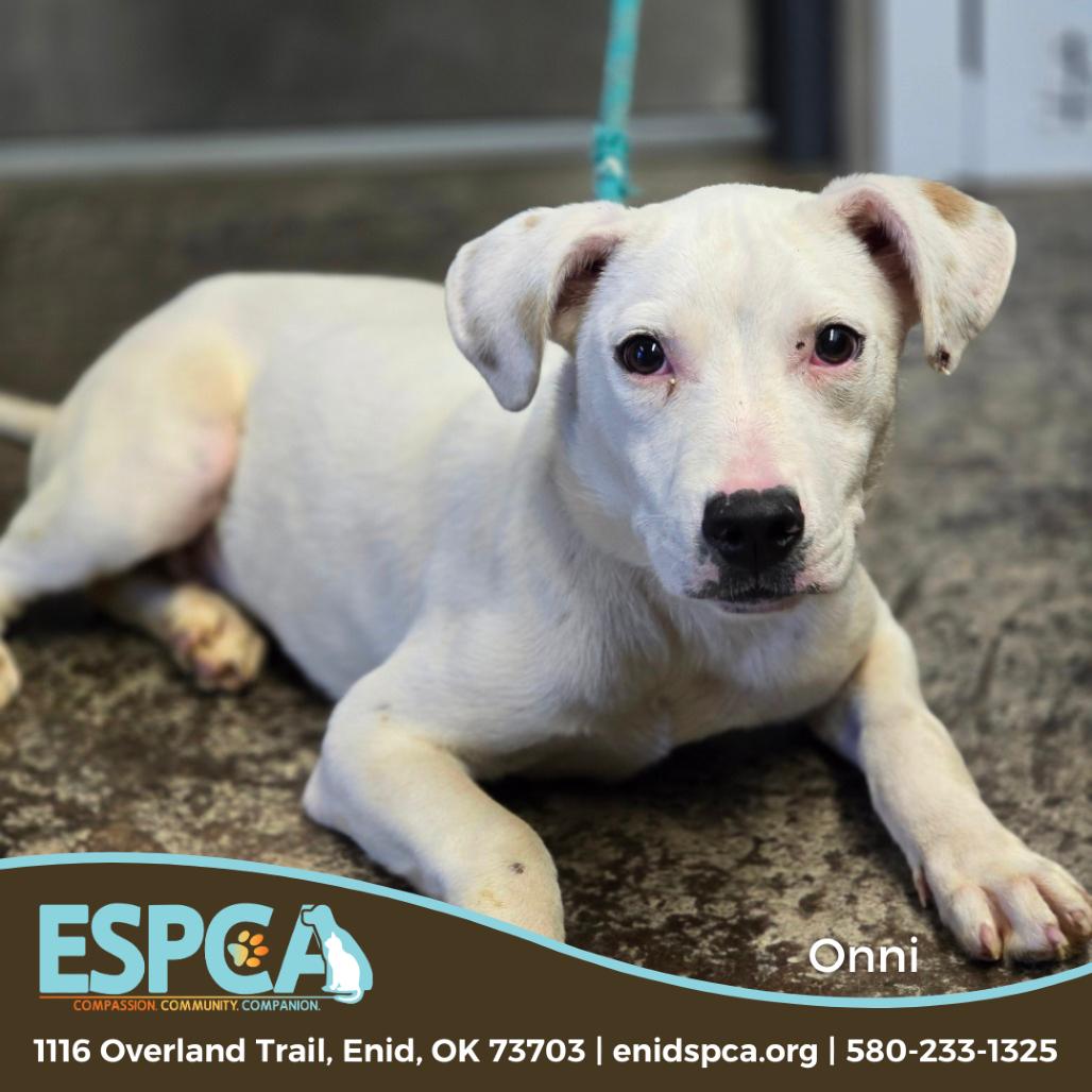 Enlarge Onni, a Adoptable mixed breed in Enid, OK image 2/2