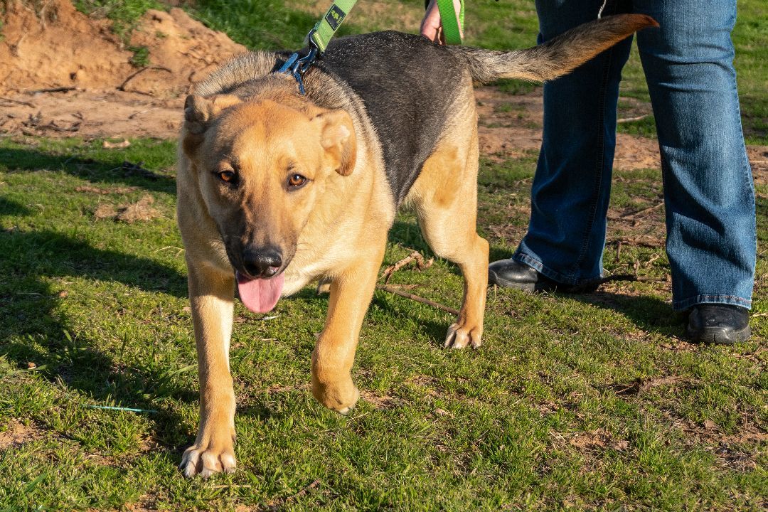 AUGGIE, a Adoptable mixed breed in Dallas, TX image 1/5