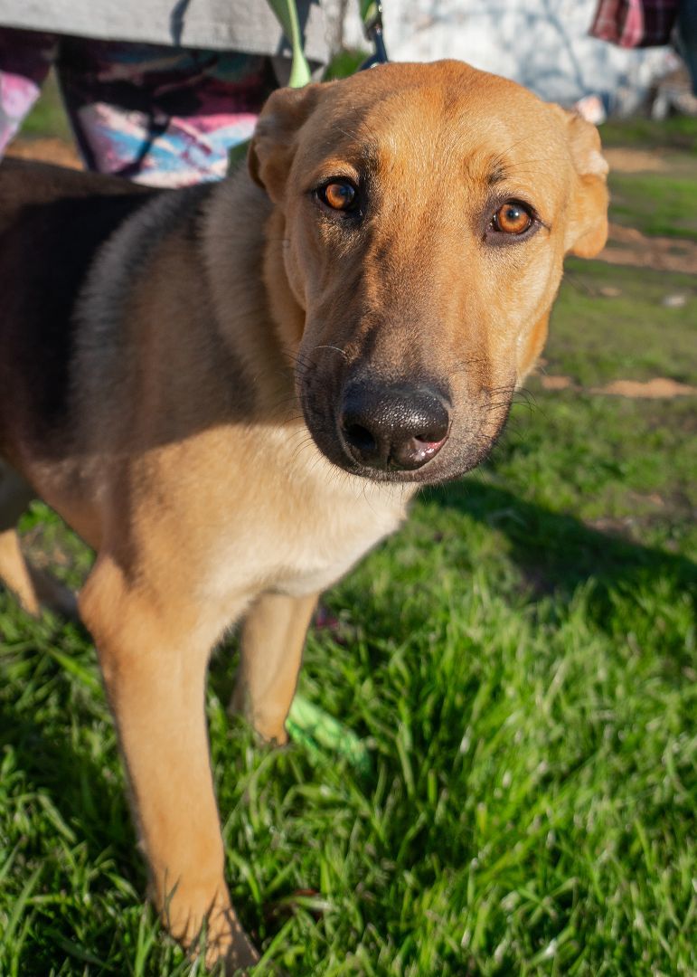 AUGGIE, a Adoptable mixed breed in Dallas, TX image 2/5