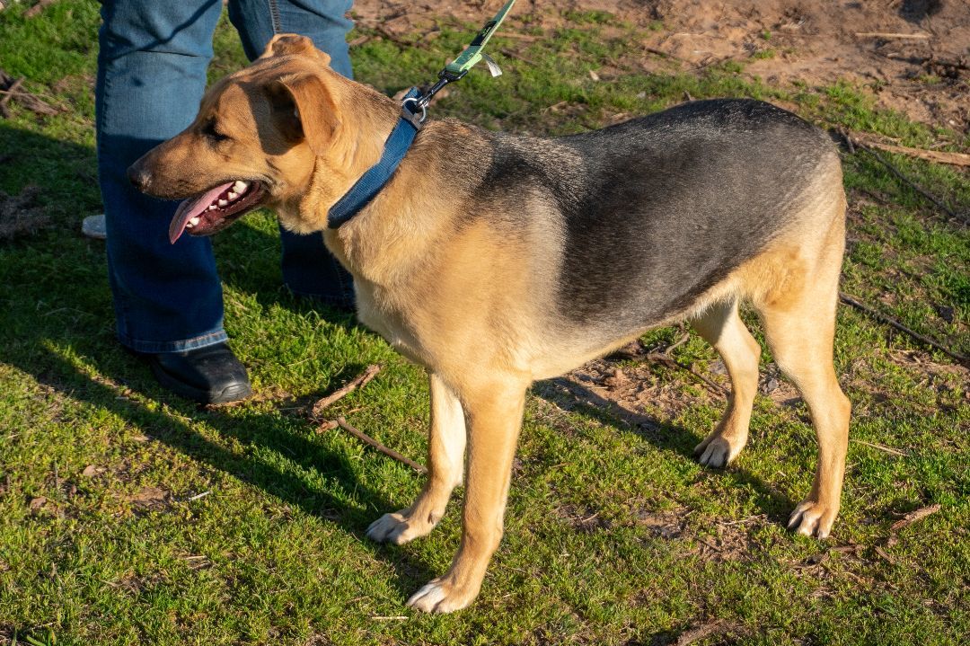 AUGGIE, a Adoptable mixed breed in Dallas, TX image 3/5
