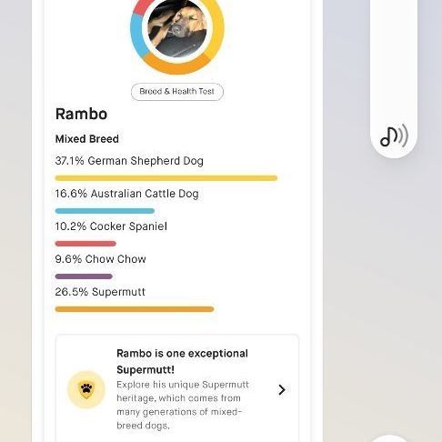 AUGGIE, a Adoptable mixed breed in Dallas, TX image 4/5