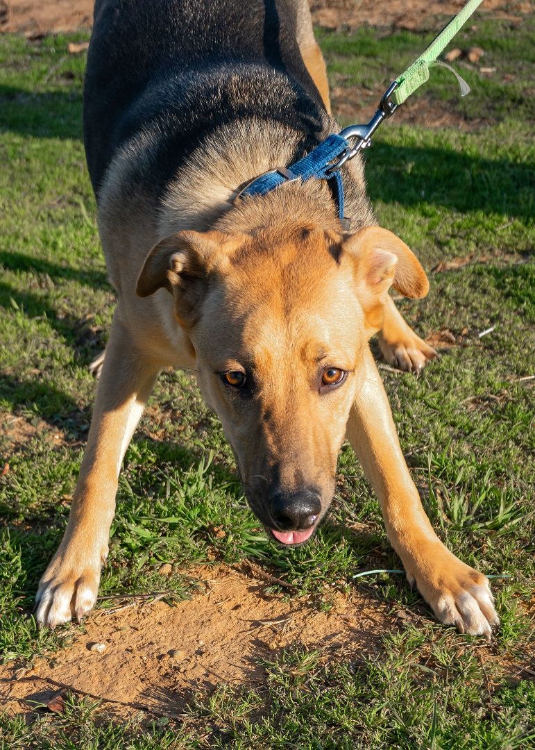 AUGGIE, a Adoptable mixed breed in Dallas, TX image 5/5