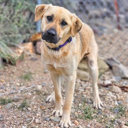 Martha, an adoptable Great Pyrenees, German Shepherd Dog in Bridgeport, CA, 93517 | Photo Image 1