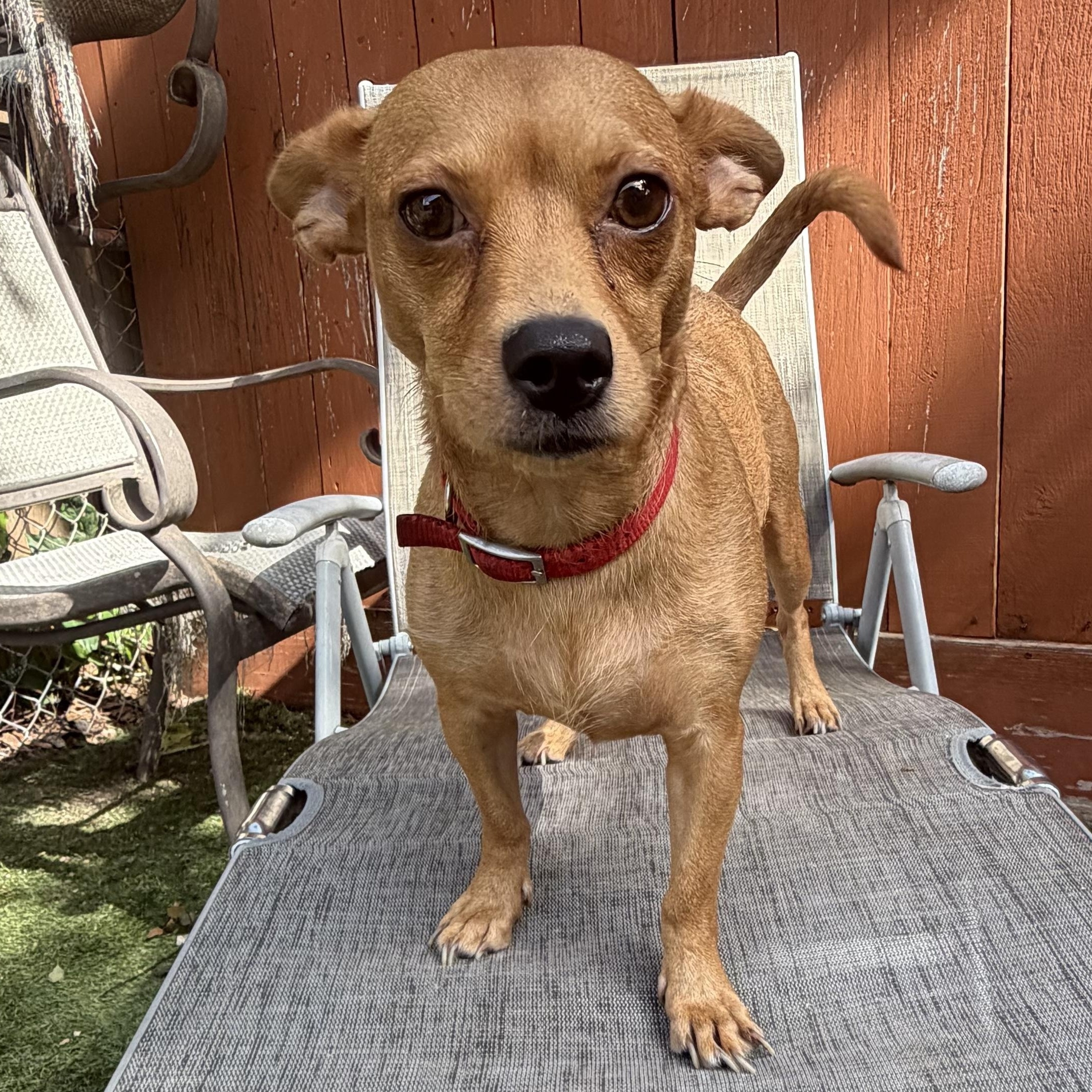 Enlarge Anastasia — As Close to Perfect as They Come, a Adoptable mixed breed in Willowbrook, IL image 2/6