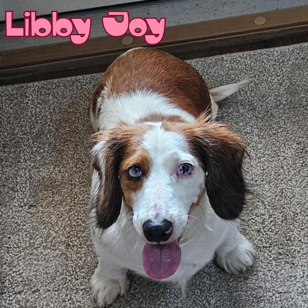 Libby Joy, Adoptable, Adult Female Dachshund.