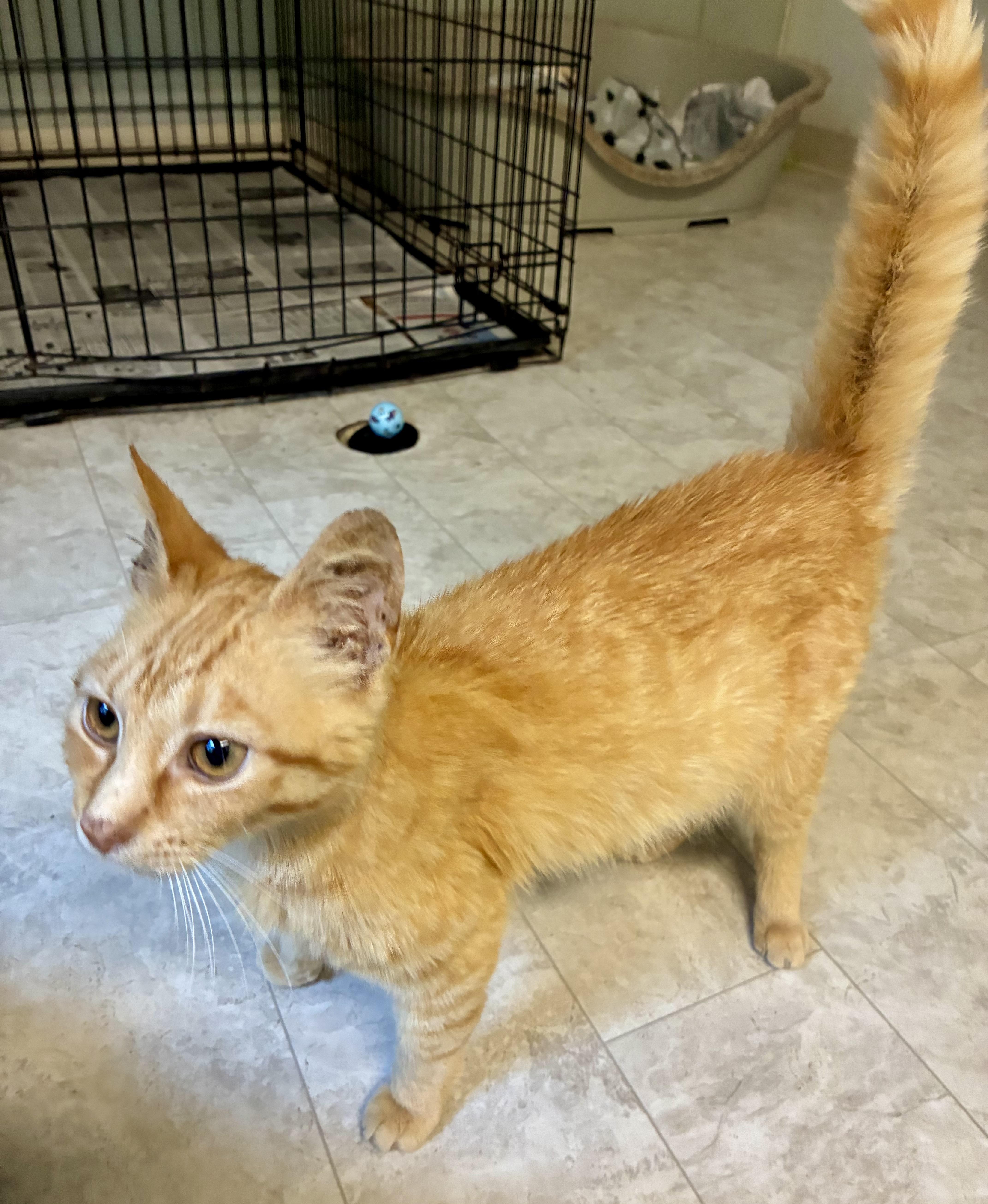 SALSA, ADOPTABLE, Young Male Domestic Short Hair.