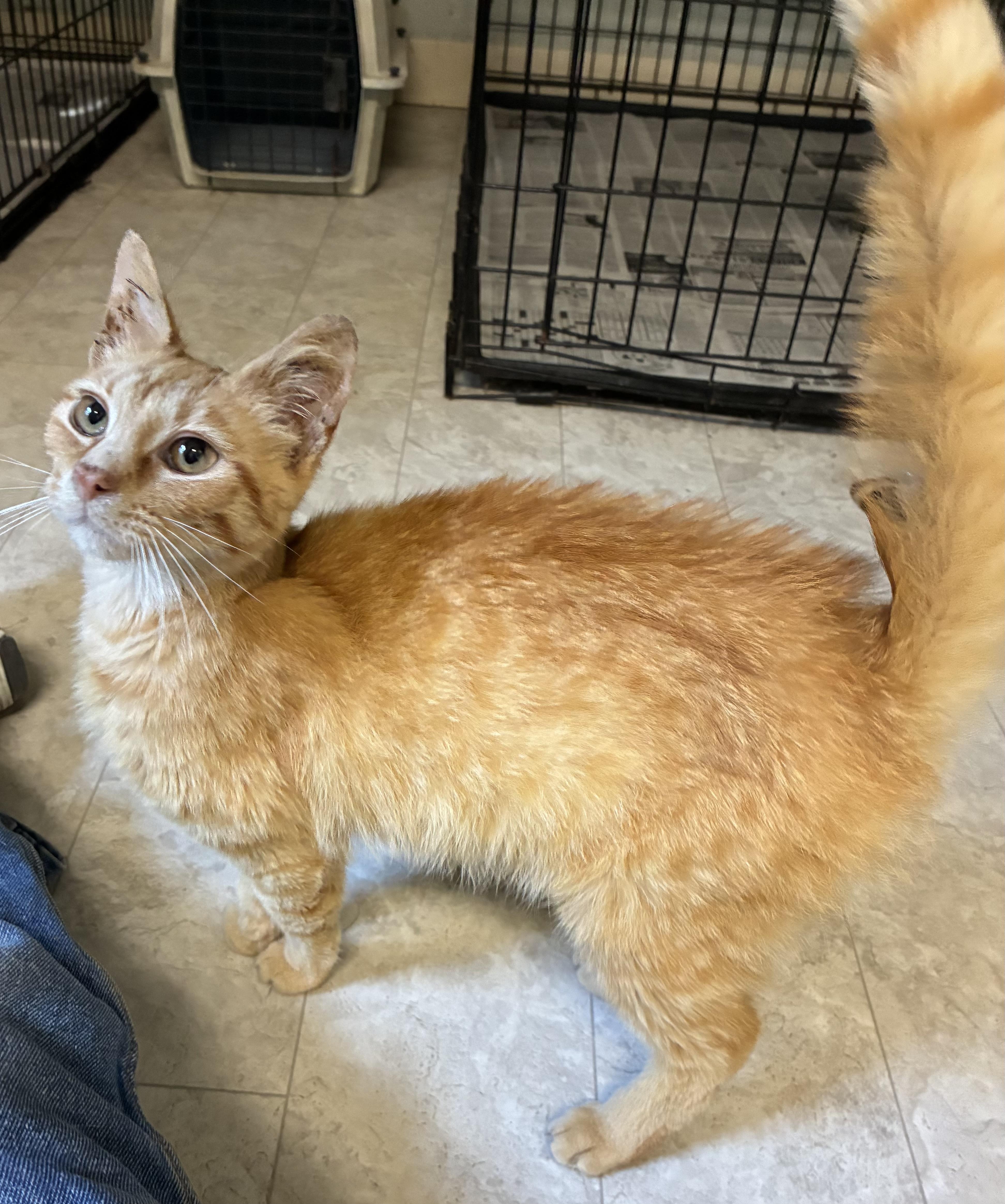 Enlarge SALSA, a ADOPTABLE Domestic Short Hair in Louisa, KY image 2/6