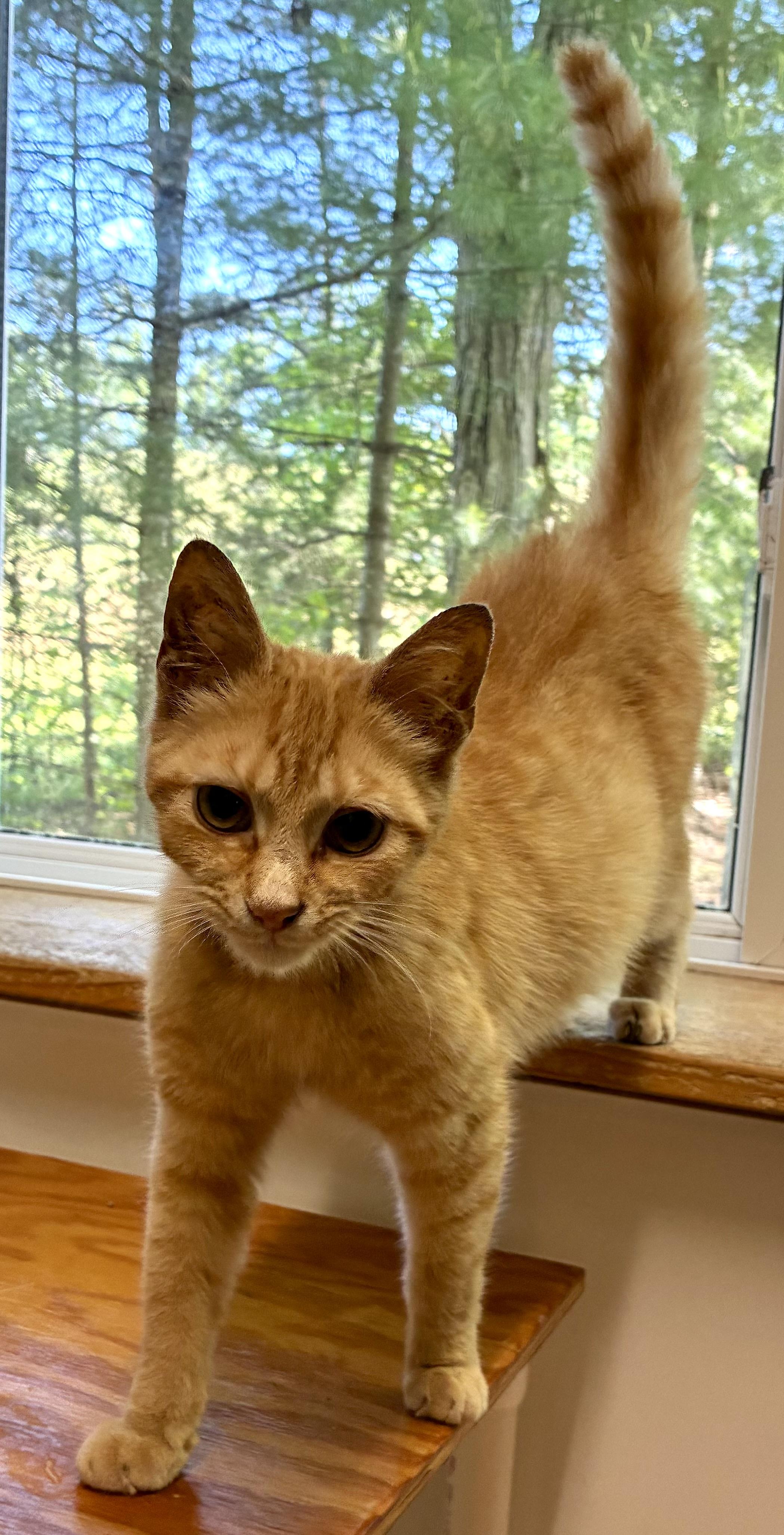 Enlarge SALSA, a ADOPTABLE Domestic Short Hair in Louisa, KY image 3/6