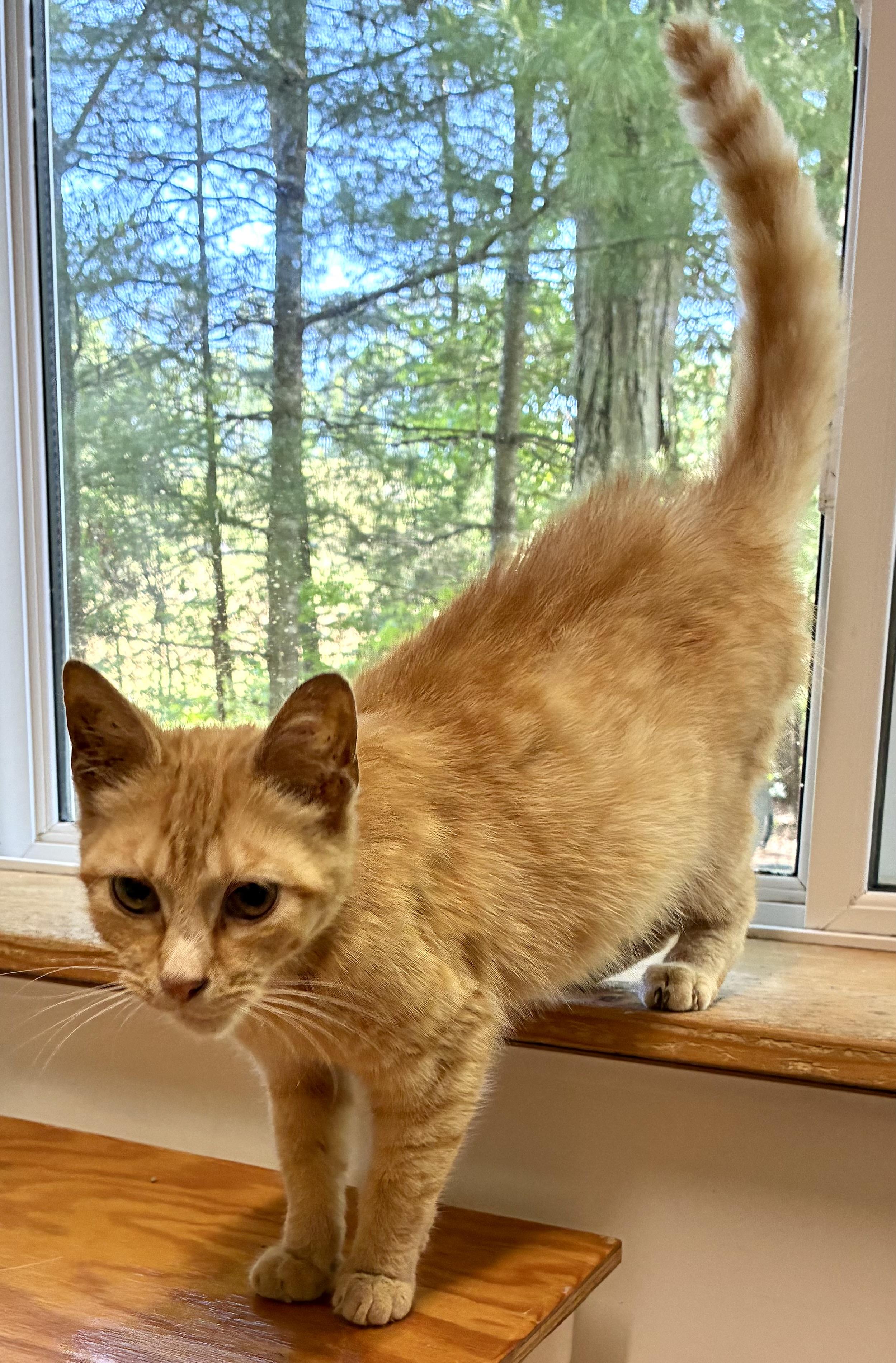 Enlarge SALSA, a ADOPTABLE Domestic Short Hair in Louisa, KY image 4/6