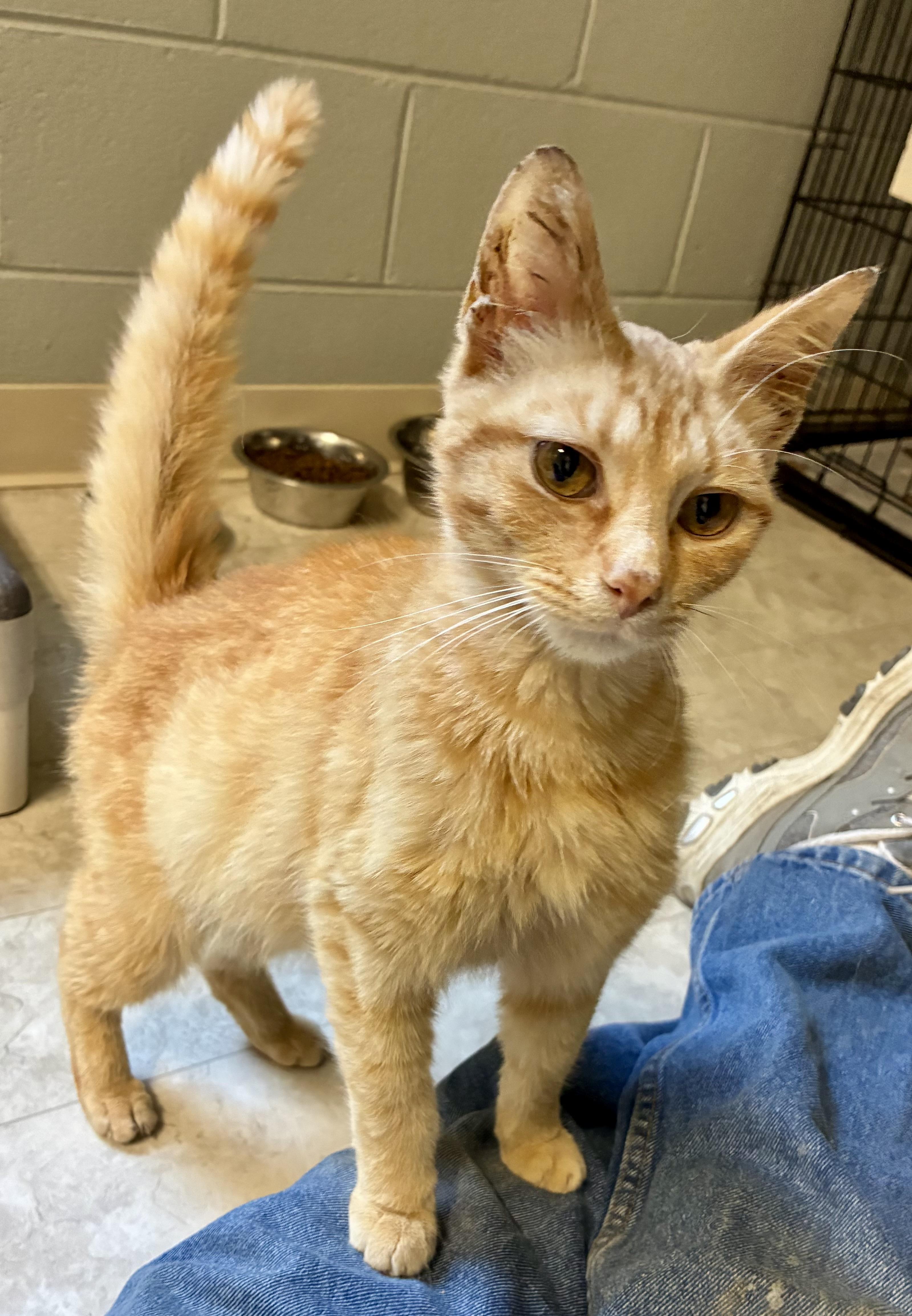 Enlarge SALSA, a ADOPTABLE Domestic Short Hair in Louisa, KY image 5/6