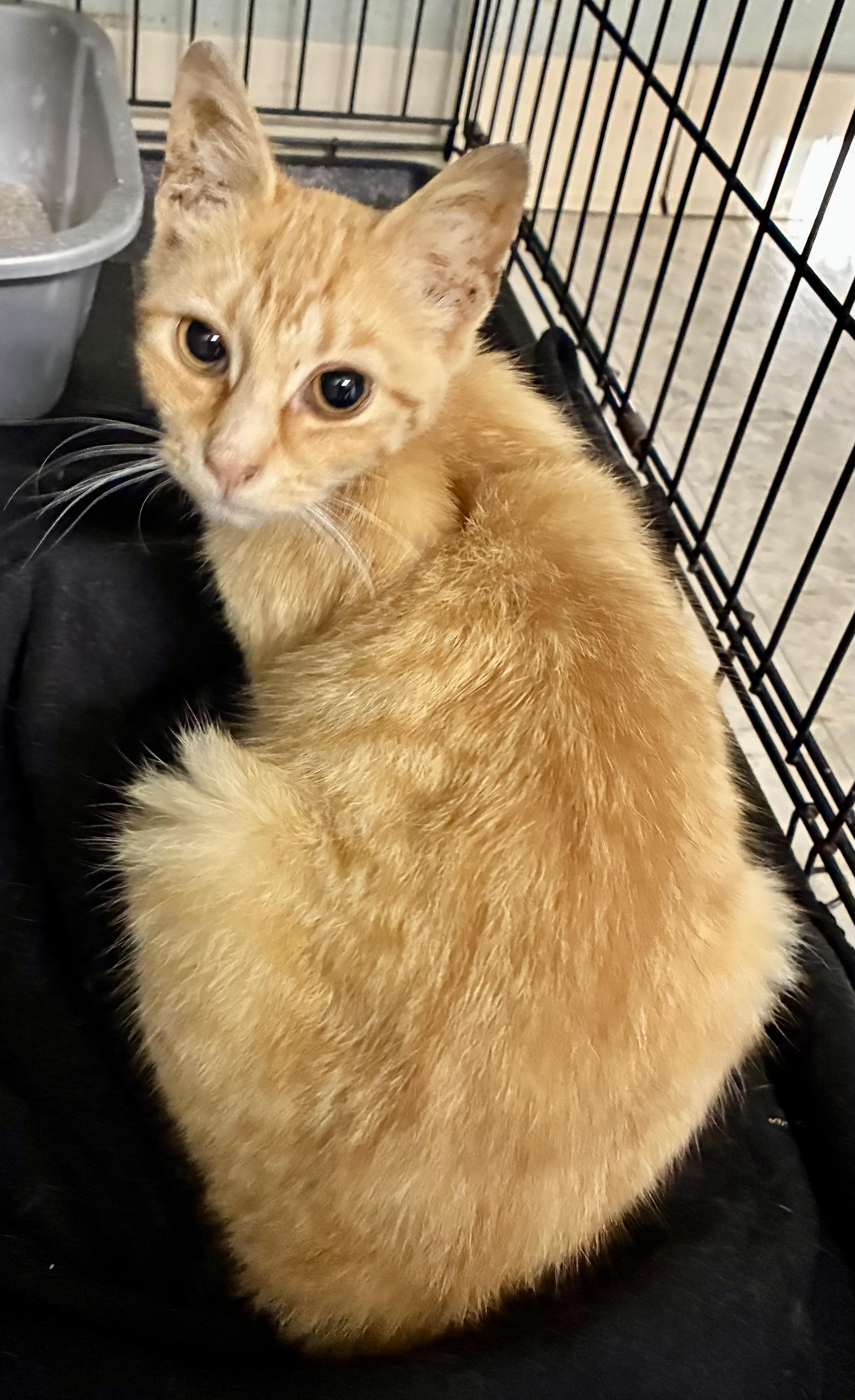 Enlarge SALSA, a ADOPTABLE Domestic Short Hair in Louisa, KY image 6/6