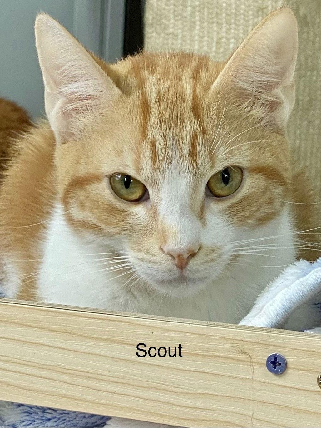 SCOUT, Adoptable, Kitten Male Tabby.