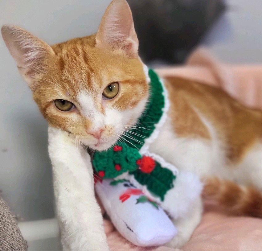 Enlarge SCOUT, a Adoptable Tabby in Oakland Park, FL image 2/6