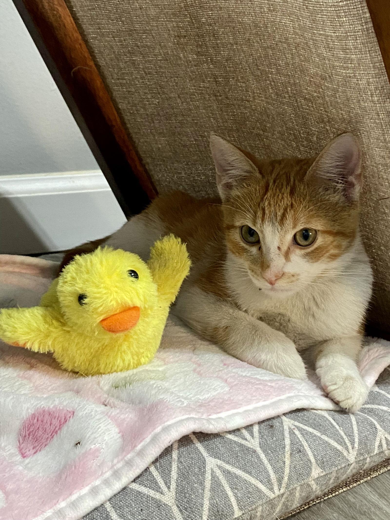 Enlarge SCOUT, a Adoptable Tabby in Oakland Park, FL image 3/6