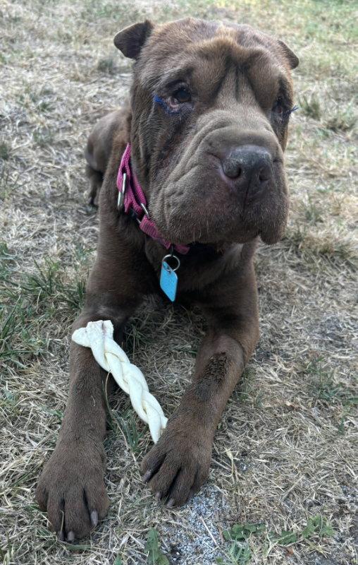 Bear, Adoptable, Adult Male Shar-Pei.