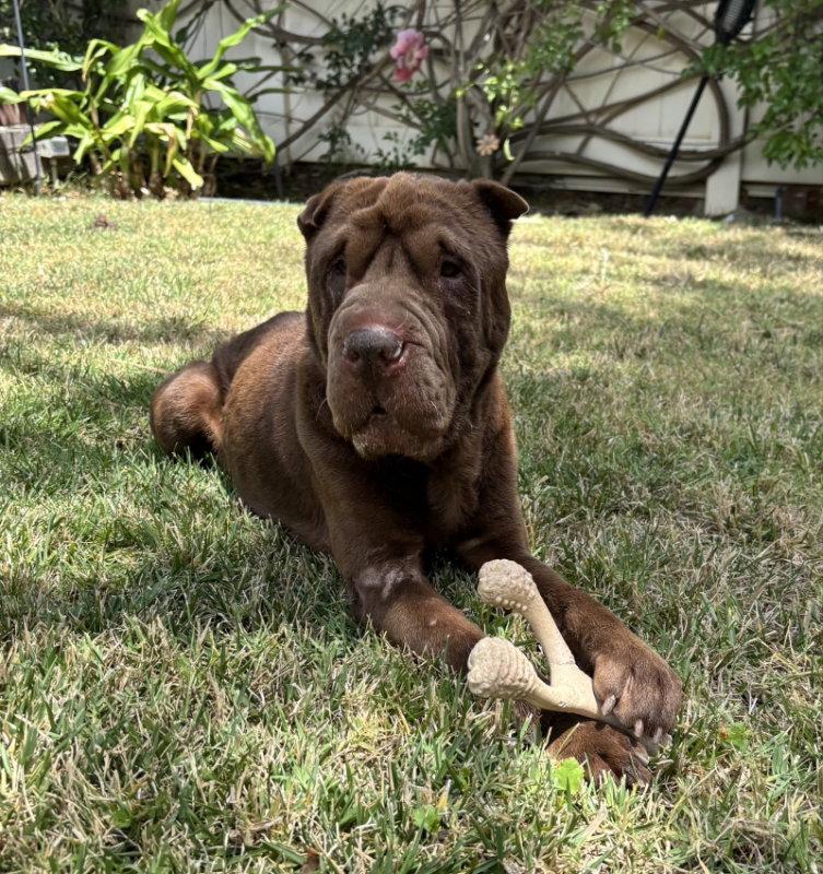 Enlarge Bear, a Adoptable Shar-Pei in Lake Forest, CA image 2/3