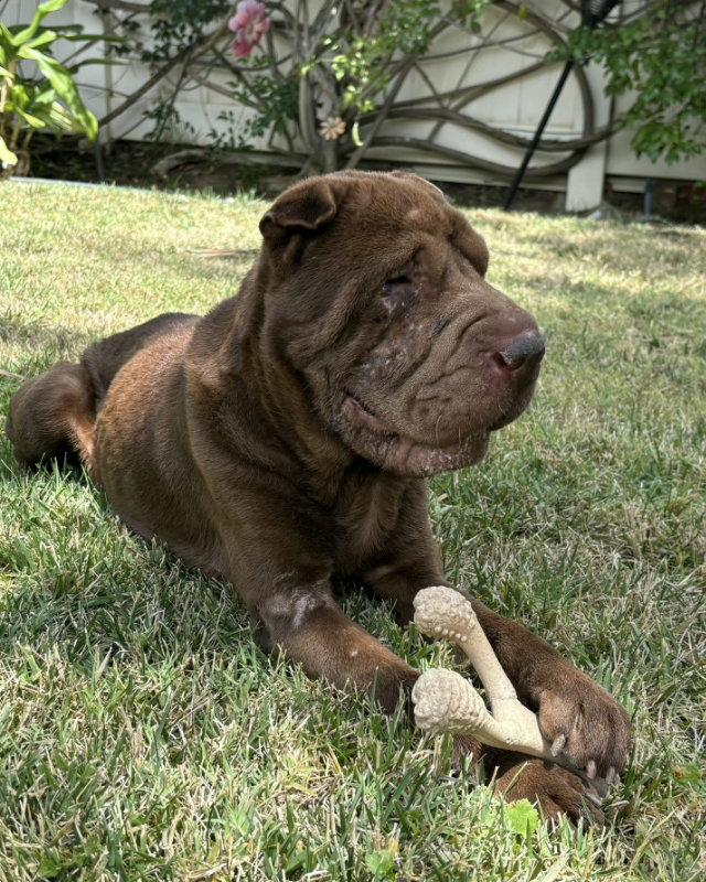 Enlarge Bear, a Adoptable Shar-Pei in Lake Forest, CA image 3/3