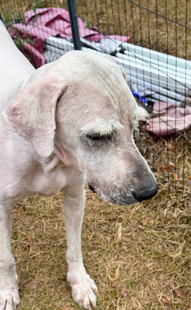 GANDALF-Transport available to VT, CT, and PA