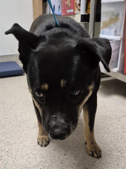 Prieta -- URGENT! AT RISK!