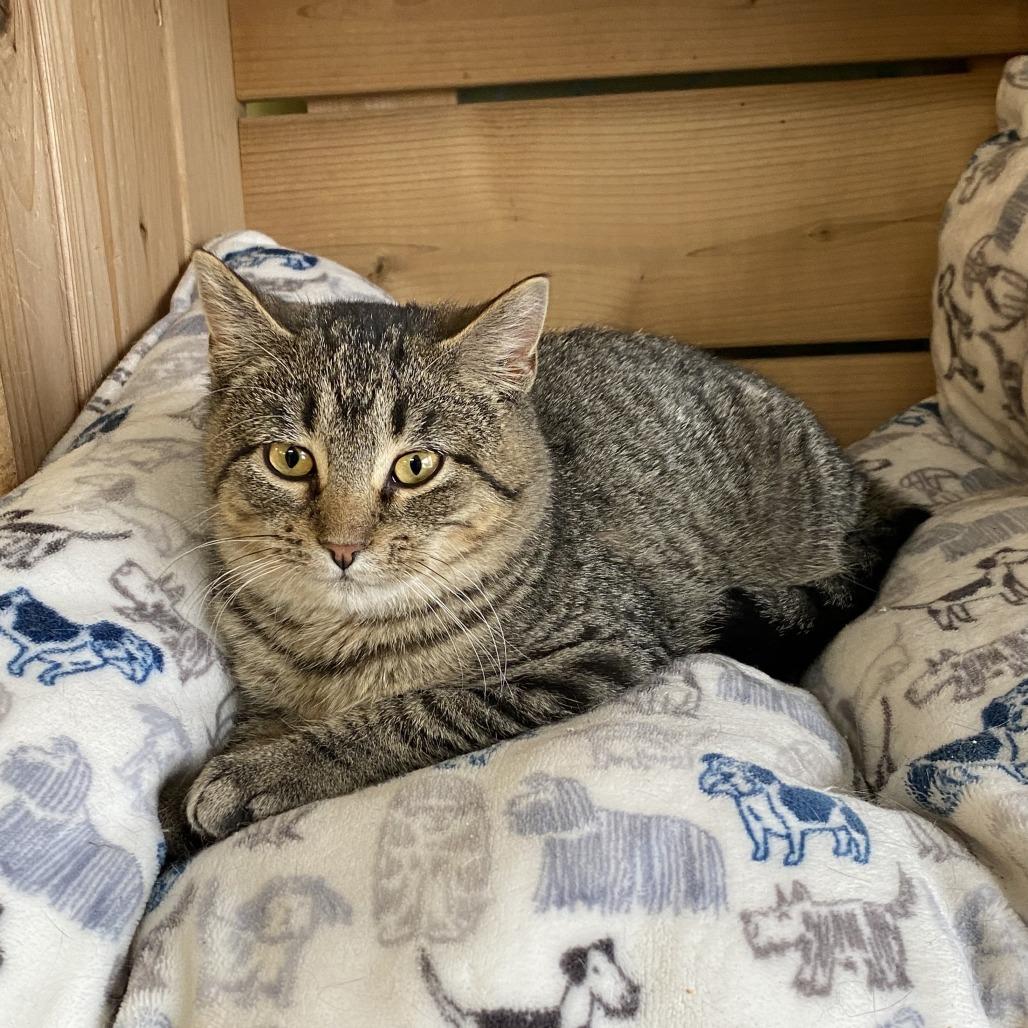 Ralphie C26-001, Adoptable, Young Male Domestic Short Hair.