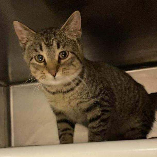 Enlarge Ralphie C26-001, a Adoptable Domestic Short Hair in Elbow Lake, MN image 2/3