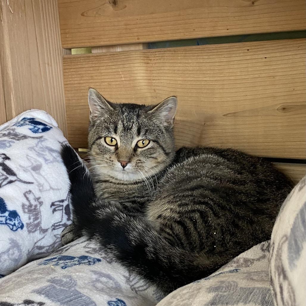 Enlarge Ralphie C26-001, a Adoptable Domestic Short Hair in Elbow Lake, MN image 3/3