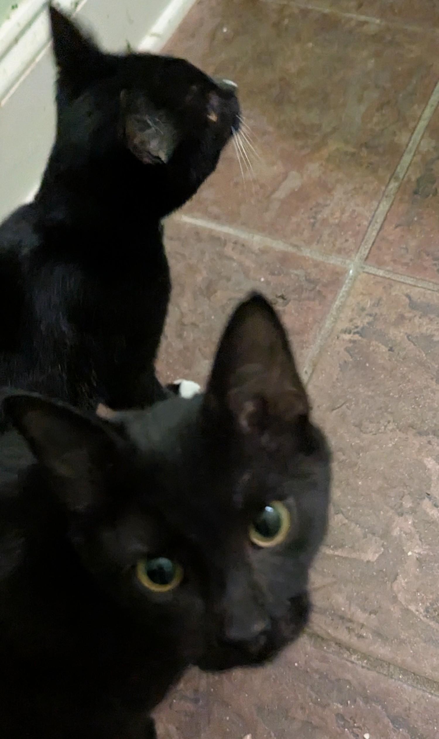 Enlarge Velvet, a Adoptable Domestic Short Hair in Malden, MA image 1/4