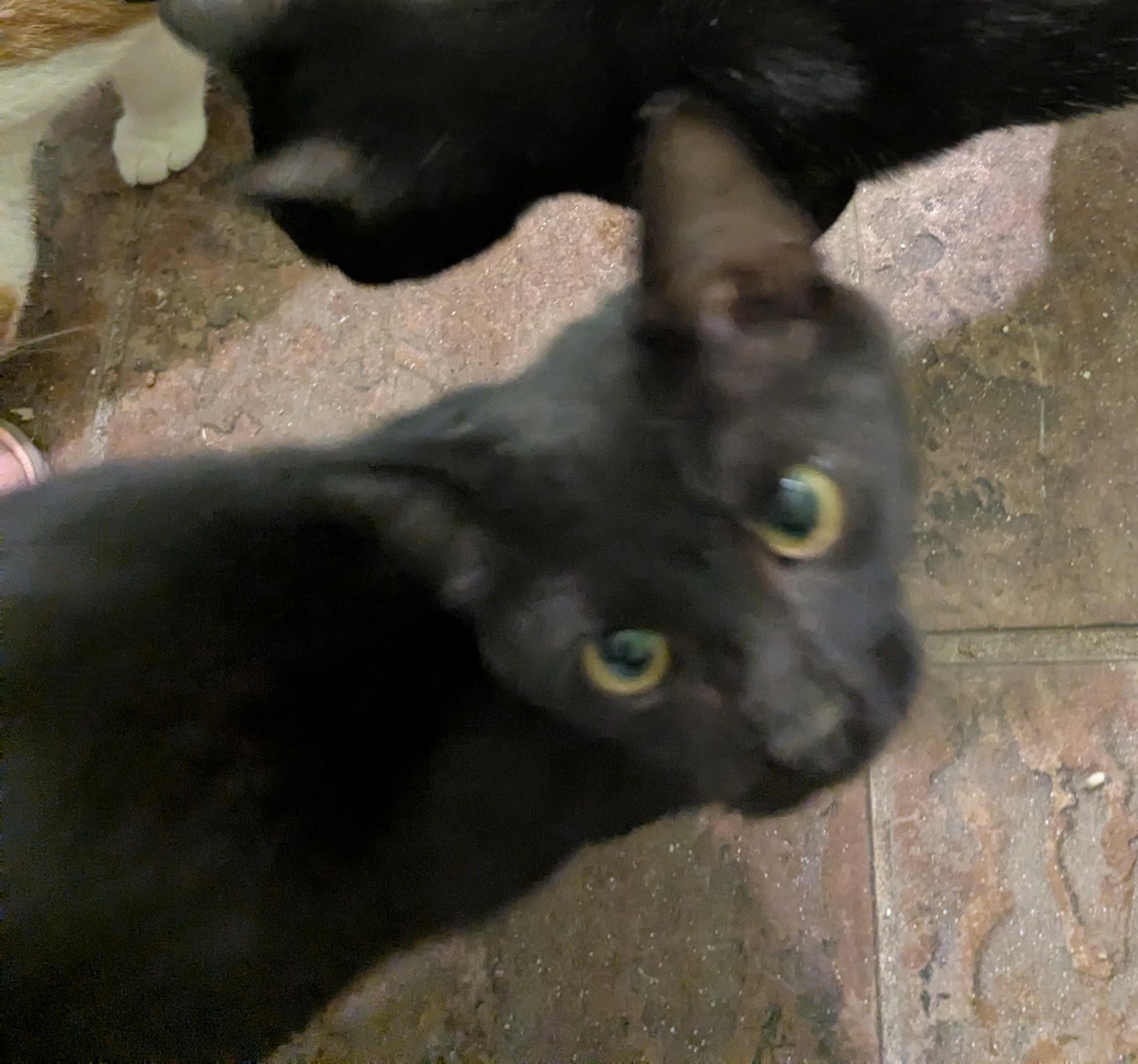 Enlarge Velvet, a Adoptable Domestic Short Hair in Malden, MA image 2/4