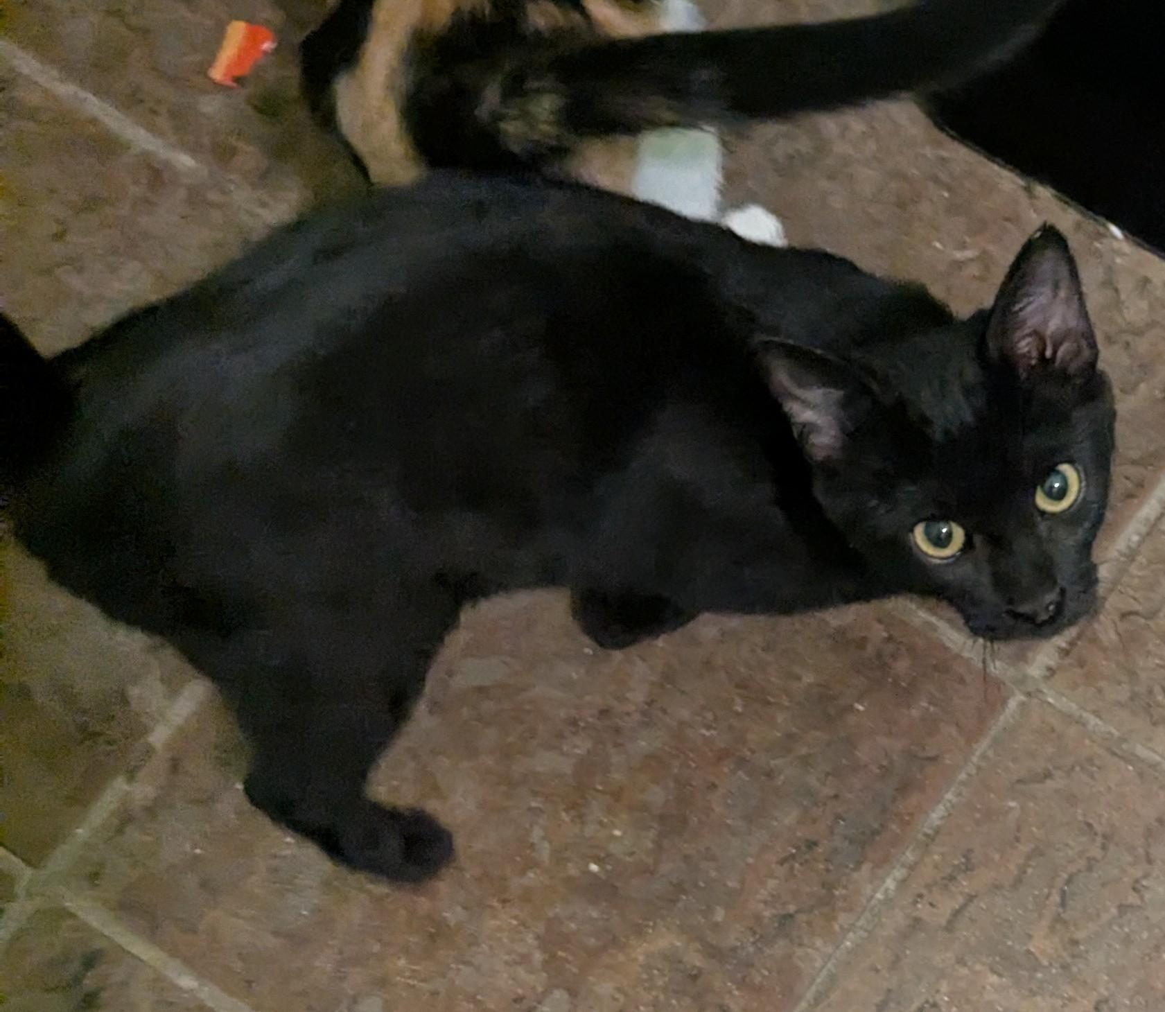 Enlarge Velvet, a Adoptable Domestic Short Hair in Malden, MA image 3/4