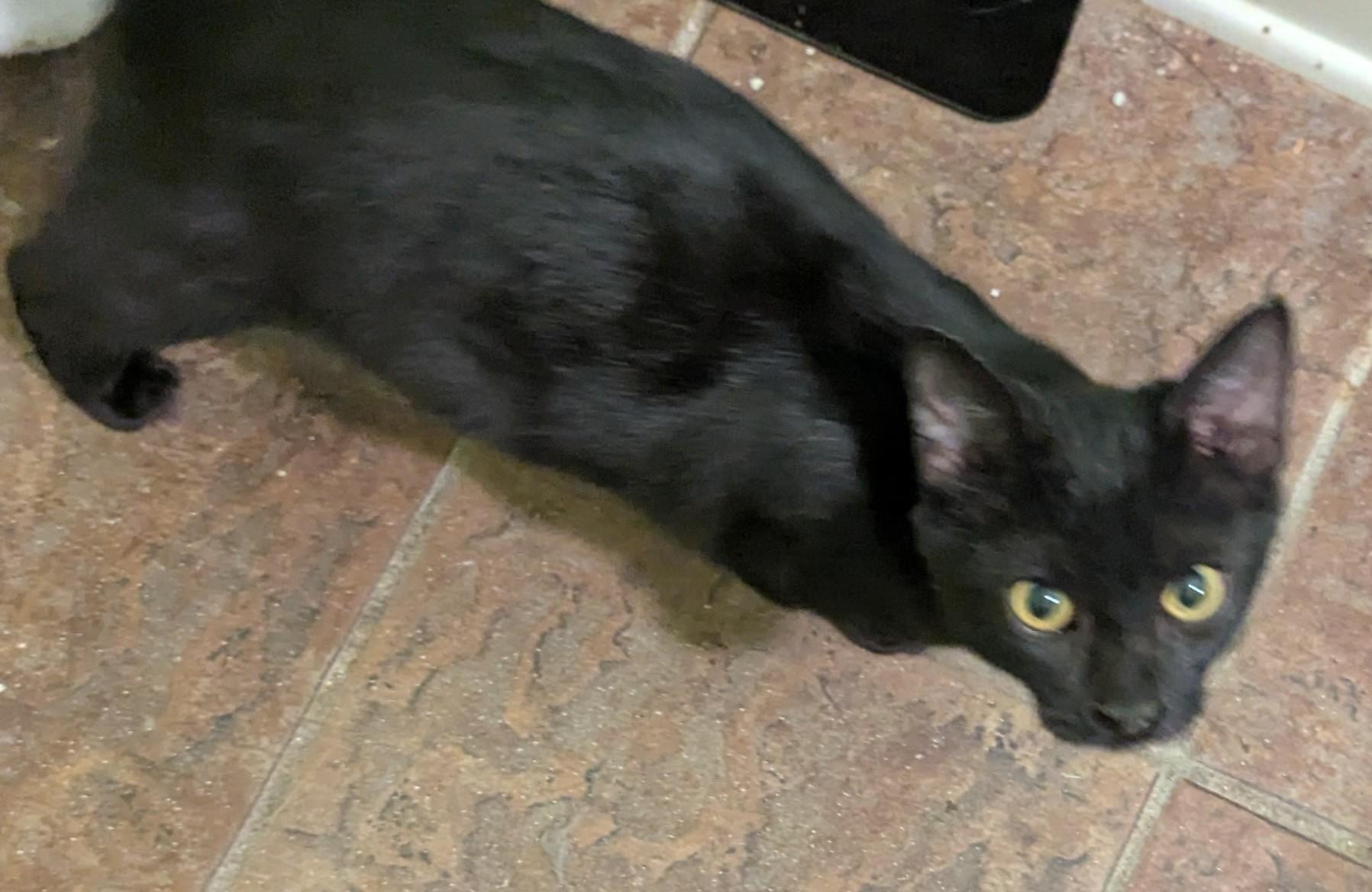 Enlarge Velvet, a Adoptable Domestic Short Hair in Malden, MA image 4/4